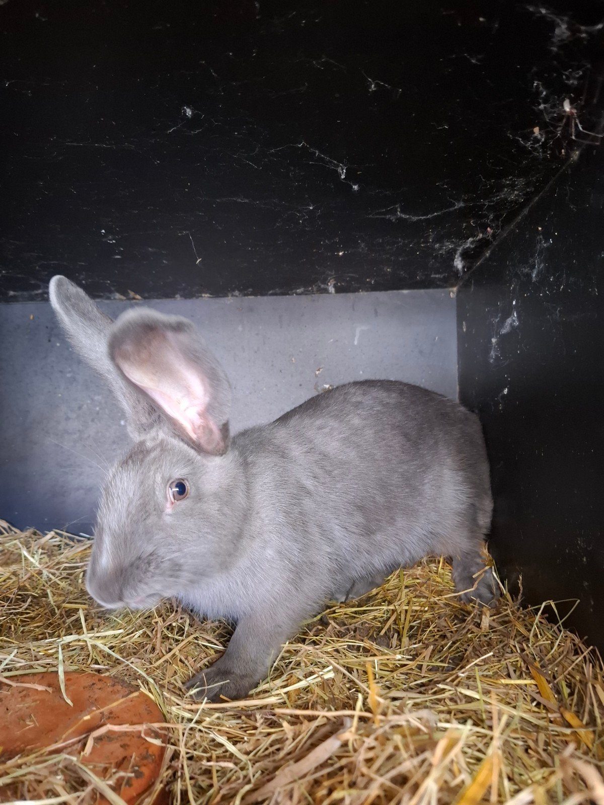 blauw van ham voedster, Dieren en Toebehoren, Konijnen, Vrouwelijk, Middelgroot, 0 tot 2 jaar