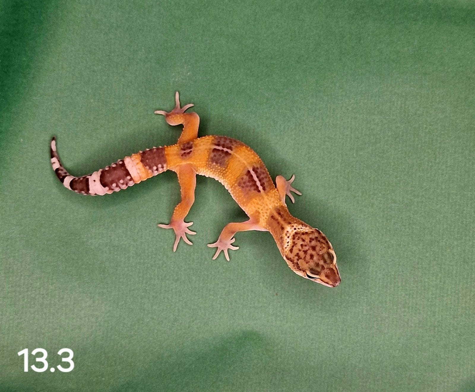 lava project, Dieren en Toebehoren, Reptielen en Amfibieën, Overige soorten, Tam, 0 tot 2 jaar
