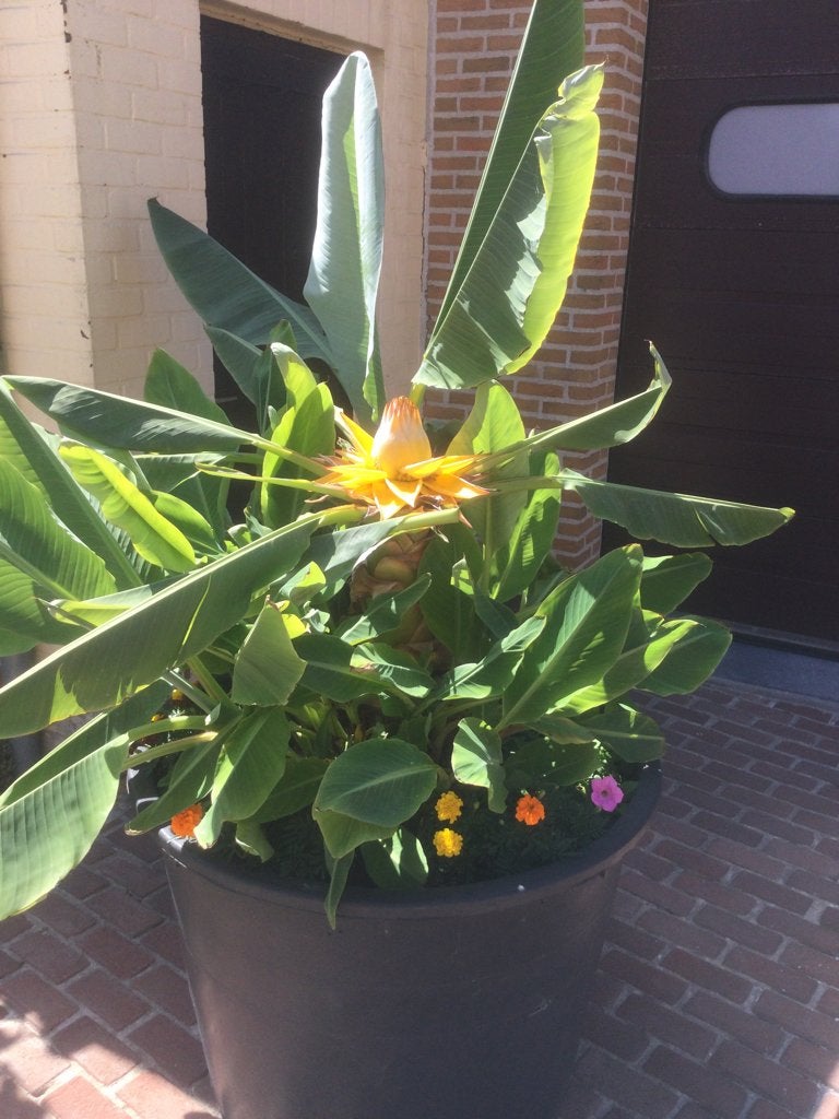 Bananenplant gouden lotus, Tuin en Terras, Ophalen, Zomer, Fruitplanten, Volle zon