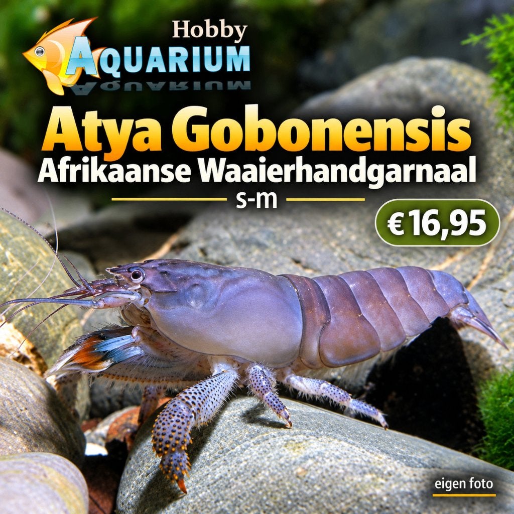 Atya gabonensis–Afrikaanse Waaierhandgarnaal, Animaux & Accessoires, Poissons | Poissons d'aquarium, Homard, Crabe ou Crevette
