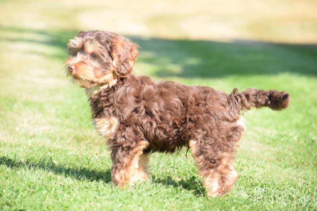 Yorkshire kruising pup, België, 15 weken tot 1 jaar, CDV (hondenziekte), Meerdere