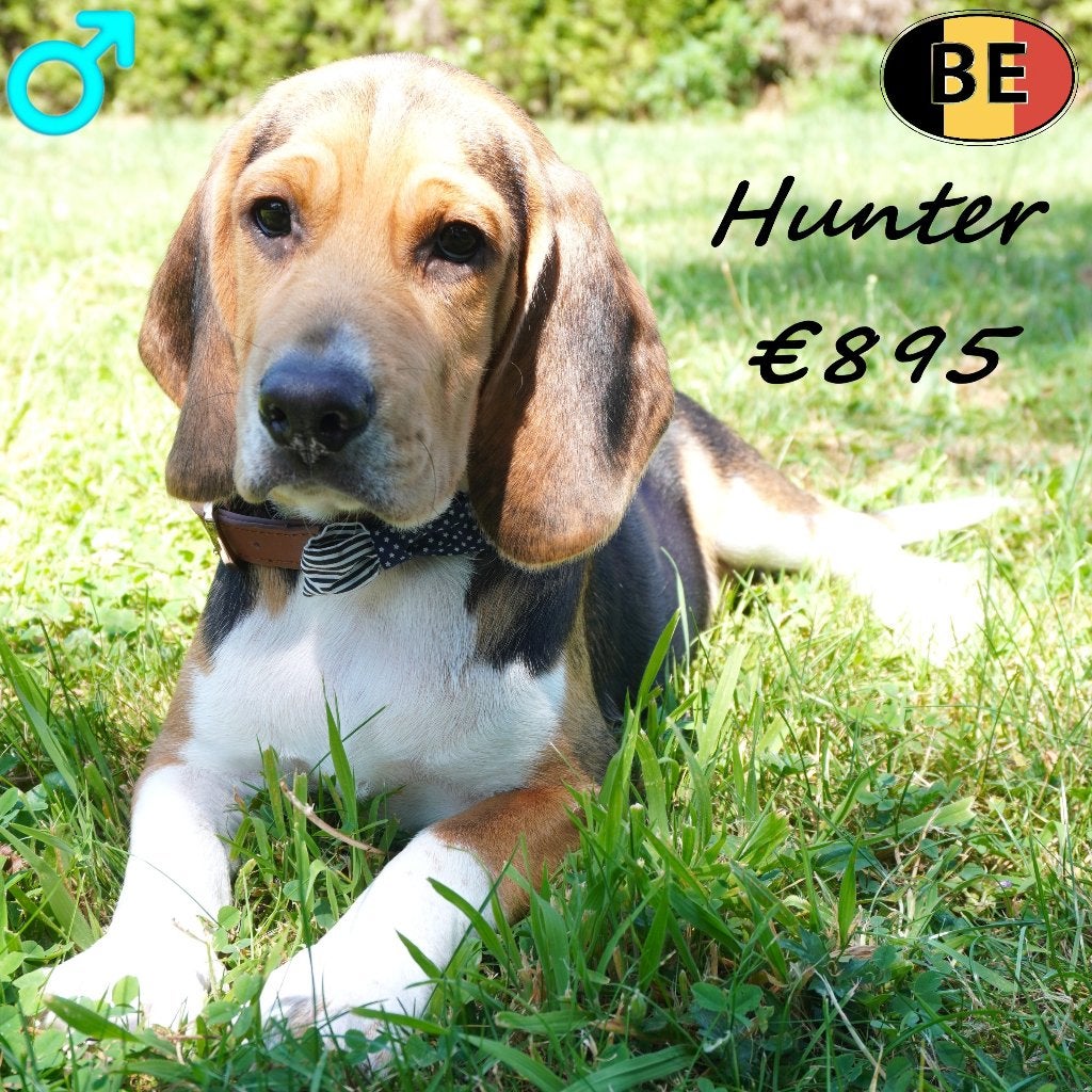 Hunter, Bealge pup te koop (Belgisch), Parvo, België, Beagle, 15 weken tot 1 jaar