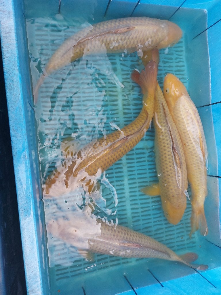 Chagoi 35 cm, Dieren en Toebehoren