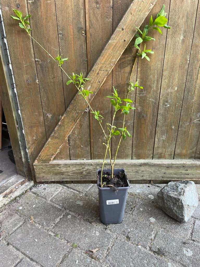Stek van Forsythia 40 cm hoog, Tuin en Terras, Ophalen, Struik, Minder dan 100 cm