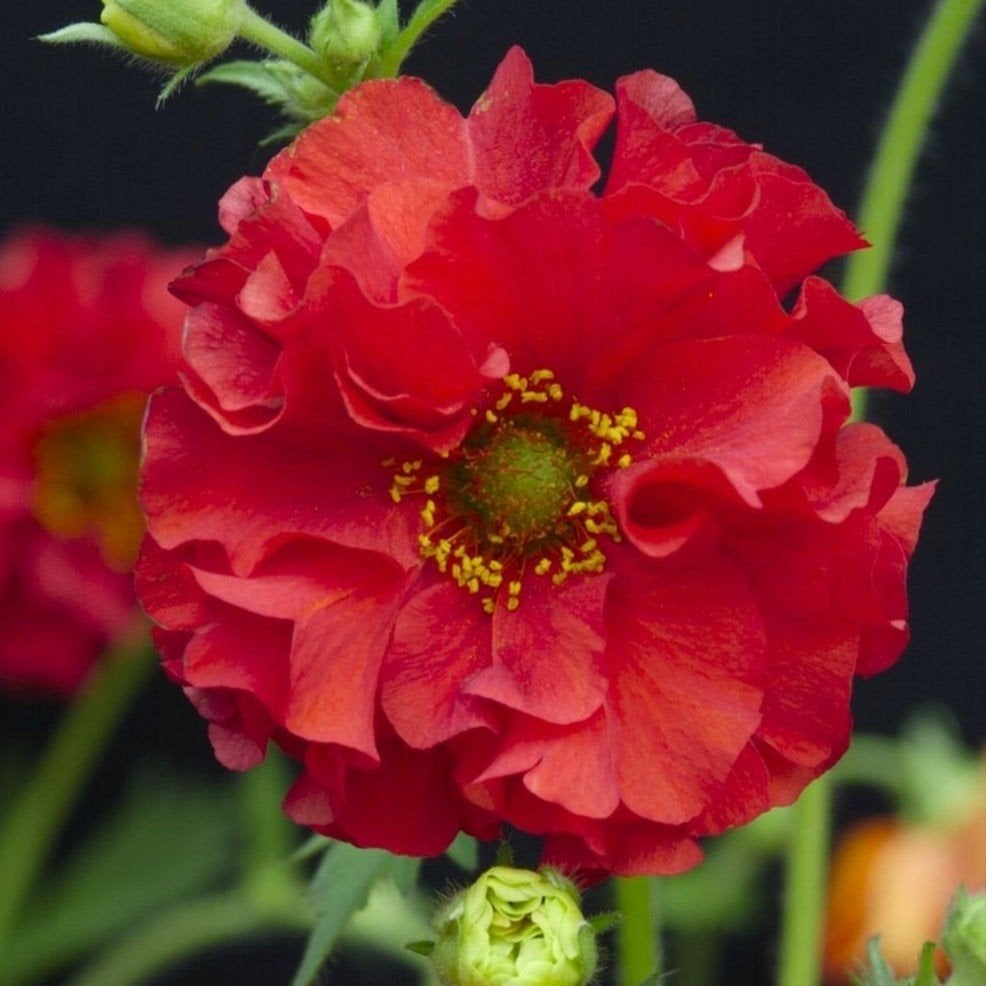 Geum Red Dragon, Tuin en Terras, Ophalen