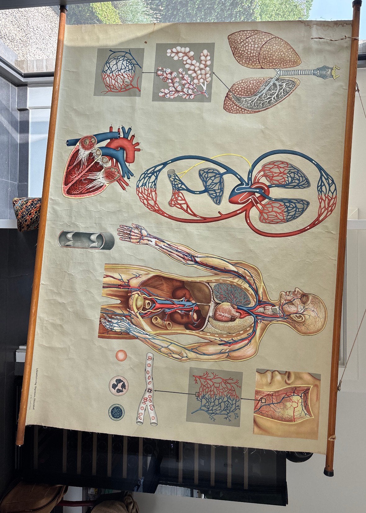 Plaque d'école anatomique - circulation et respiration, Enlèvement ou Envoi, Nature et Biologie