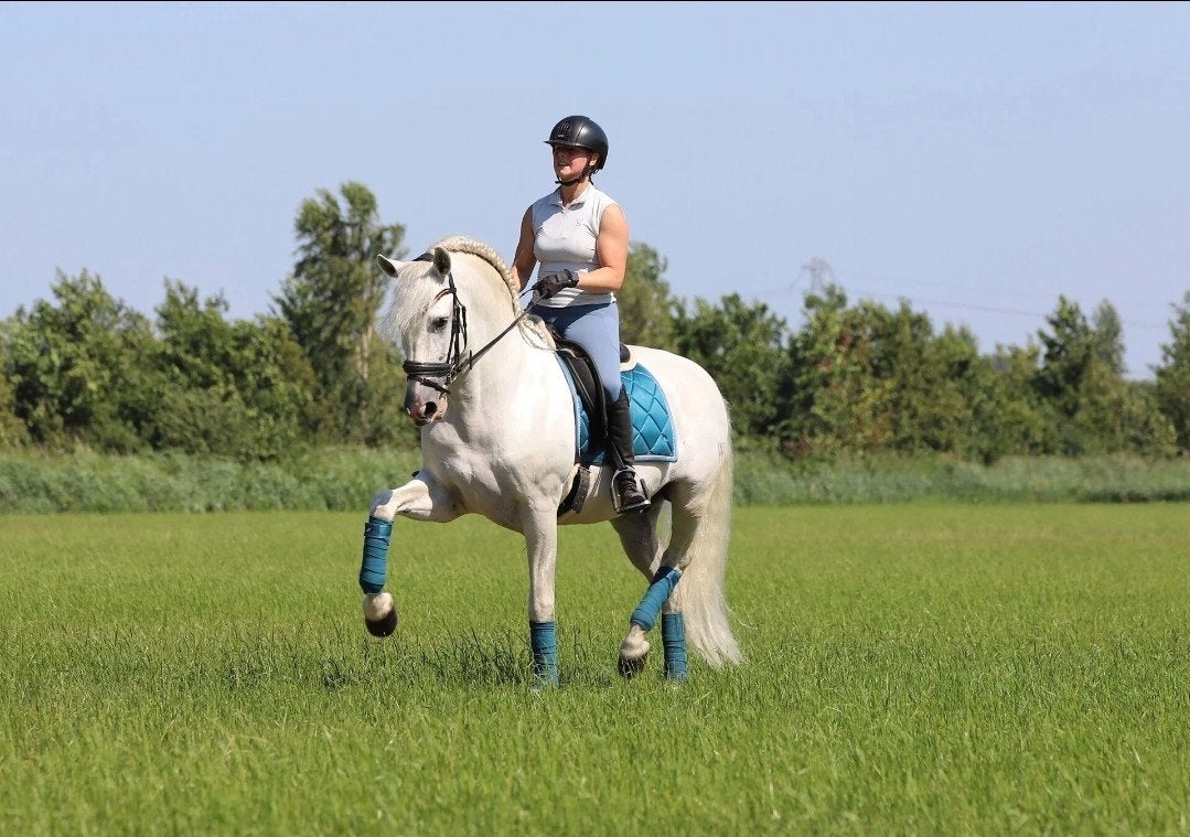 Zeer gave pre andalusier paarden, Plusieurs animaux, Ne s'applique pas, Avec pedigree, 3 à 6 ans