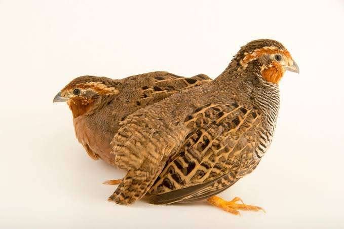 Jungle Bush kwartels (Frankolijnkwartels) 2026, Animaux & Accessoires, Oiseaux | Oiseaux Autre