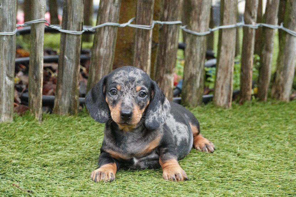 Chiots teckels nains à poil court (bleu merle et &tan), Poils courts, Maladie de Carré (chiens), Plusieurs, Nain