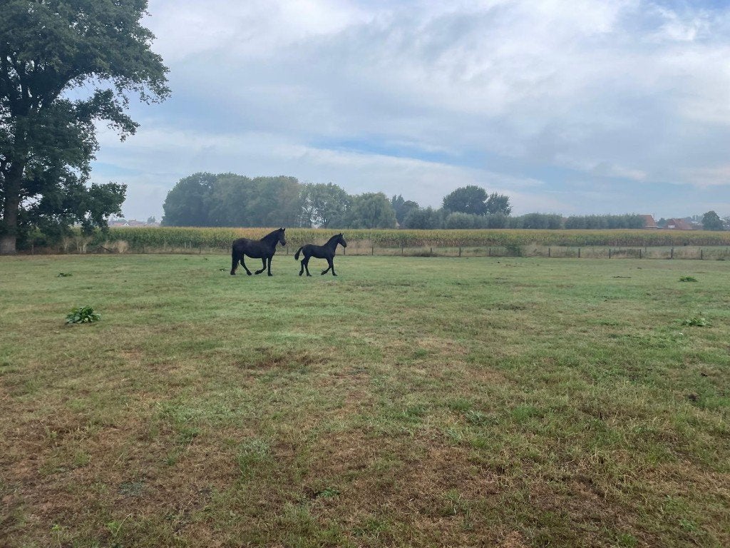 Friesse veulens, Moins de 160 cm, Étalon, 0 à 2 ans, Non dressé