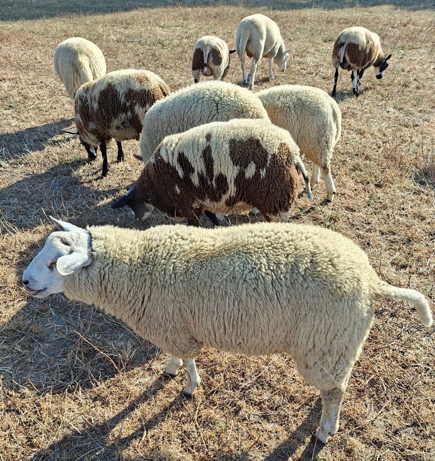rammen