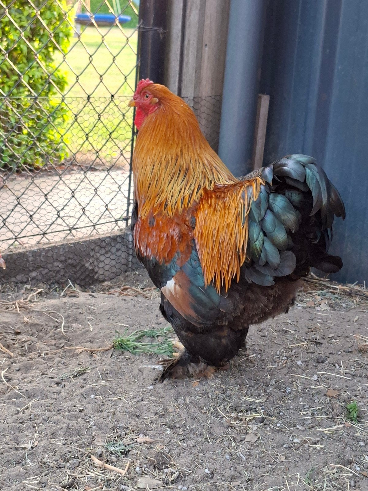 Brahma kriel goudpatrijs, Dieren en Toebehoren
