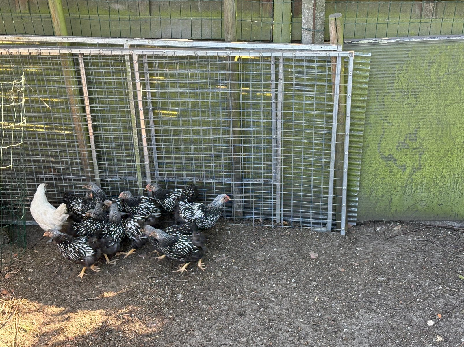 Wyandotte zilver zwart gezoomd 9 weken oud, Dieren en Toebehoren, Pluimvee, Kip