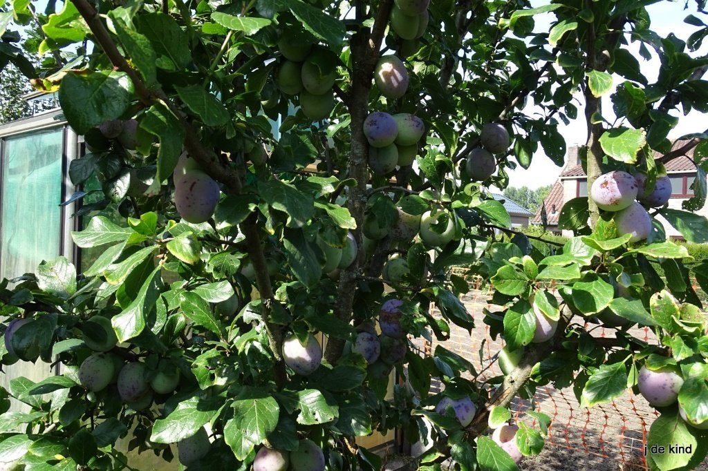 pruim, Tuin en Terras, Ophalen