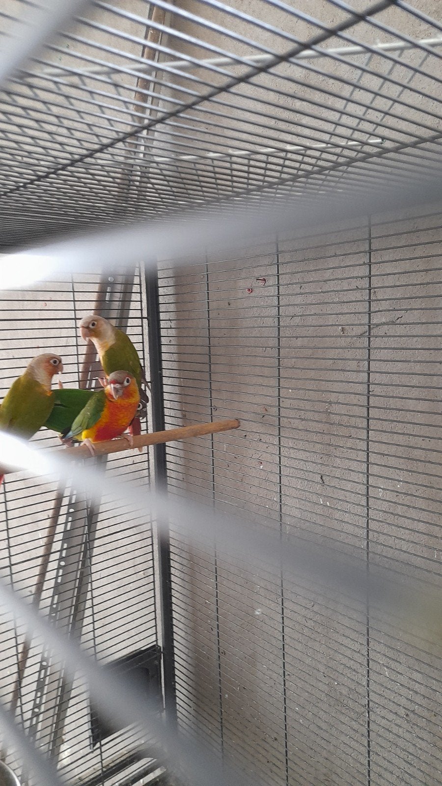 pyrrhuras