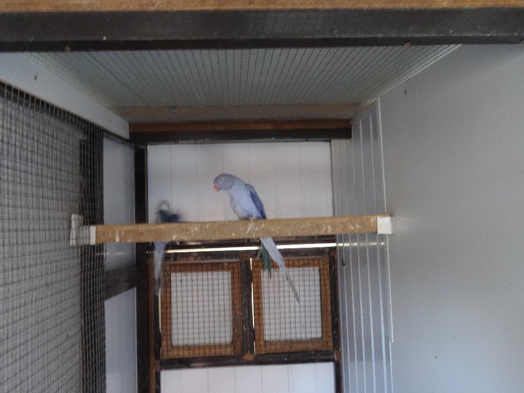 perruche, Animaux & Accessoires, Perruche