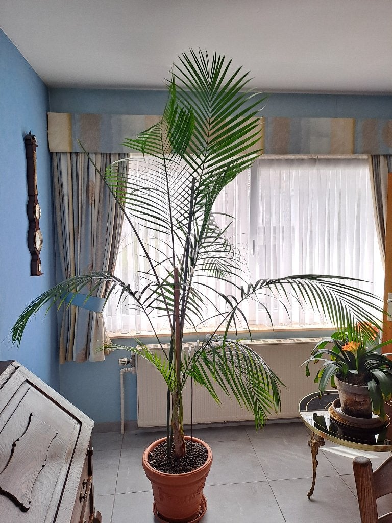 Plante DYPSIS LUTESCENS, Ophalen, 200 cm of meer, Palm, Halfschaduw