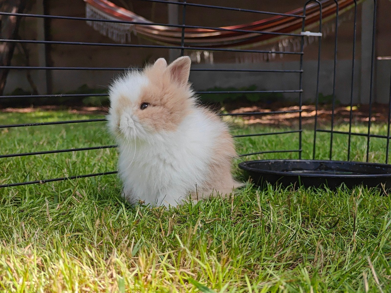 Teddy konijntjes, Dieren en Toebehoren, Mannelijk, Middelgroot, 0 tot 2 jaar