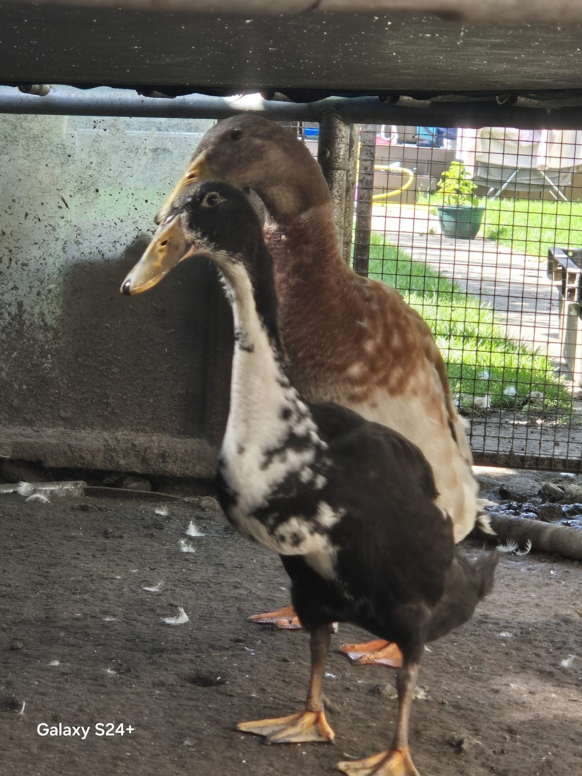 Loopeend, Dieren en Toebehoren