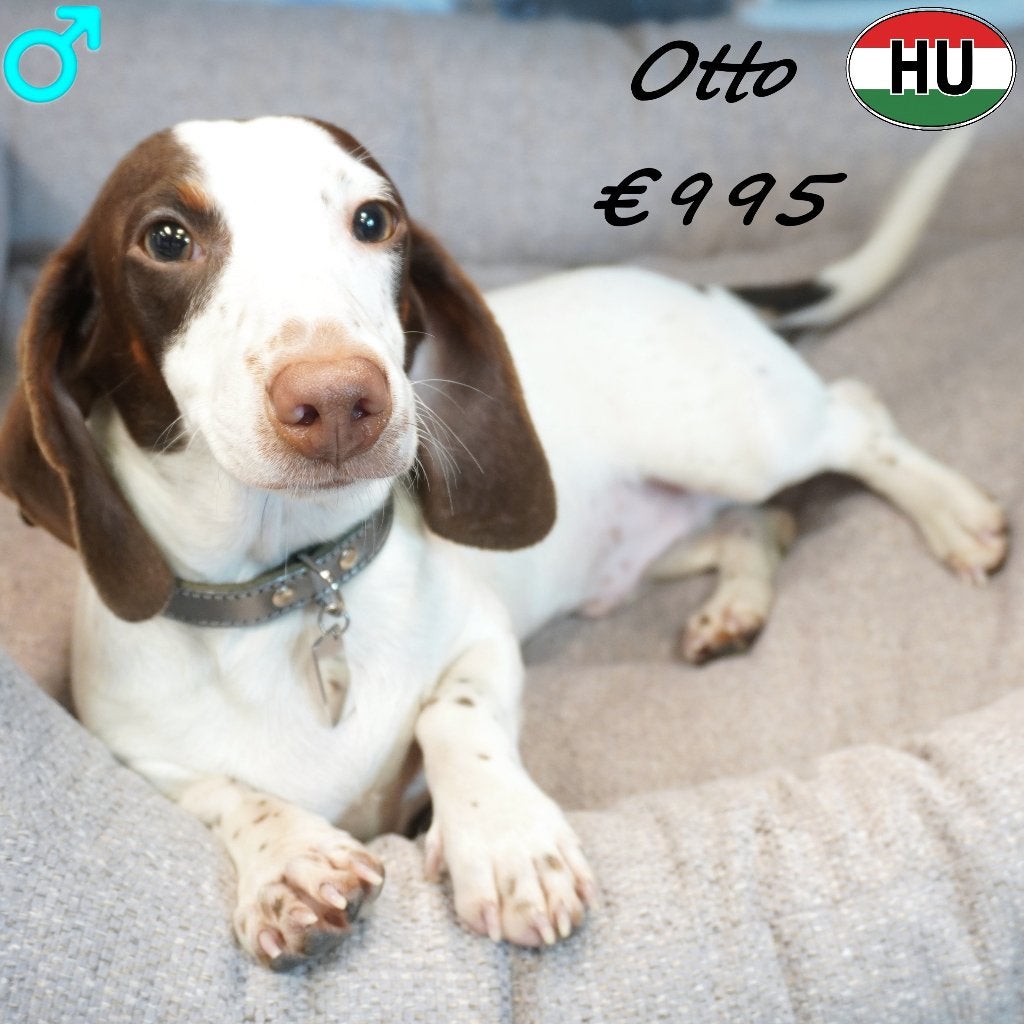 Otto, Kortharige Teckel - lief reutje, Dieren en Toebehoren, 15 weken tot 1 jaar, Dwerg, CDV (hondenziekte), Eén hond