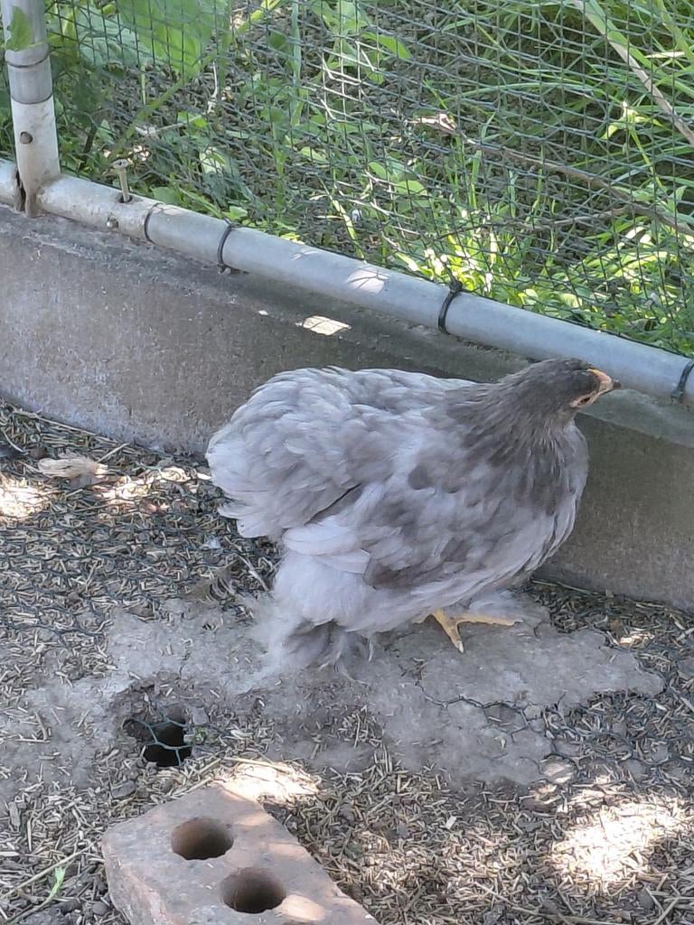 Couple cochin naine 2026, Plusieurs animaux, Poule ou poulet