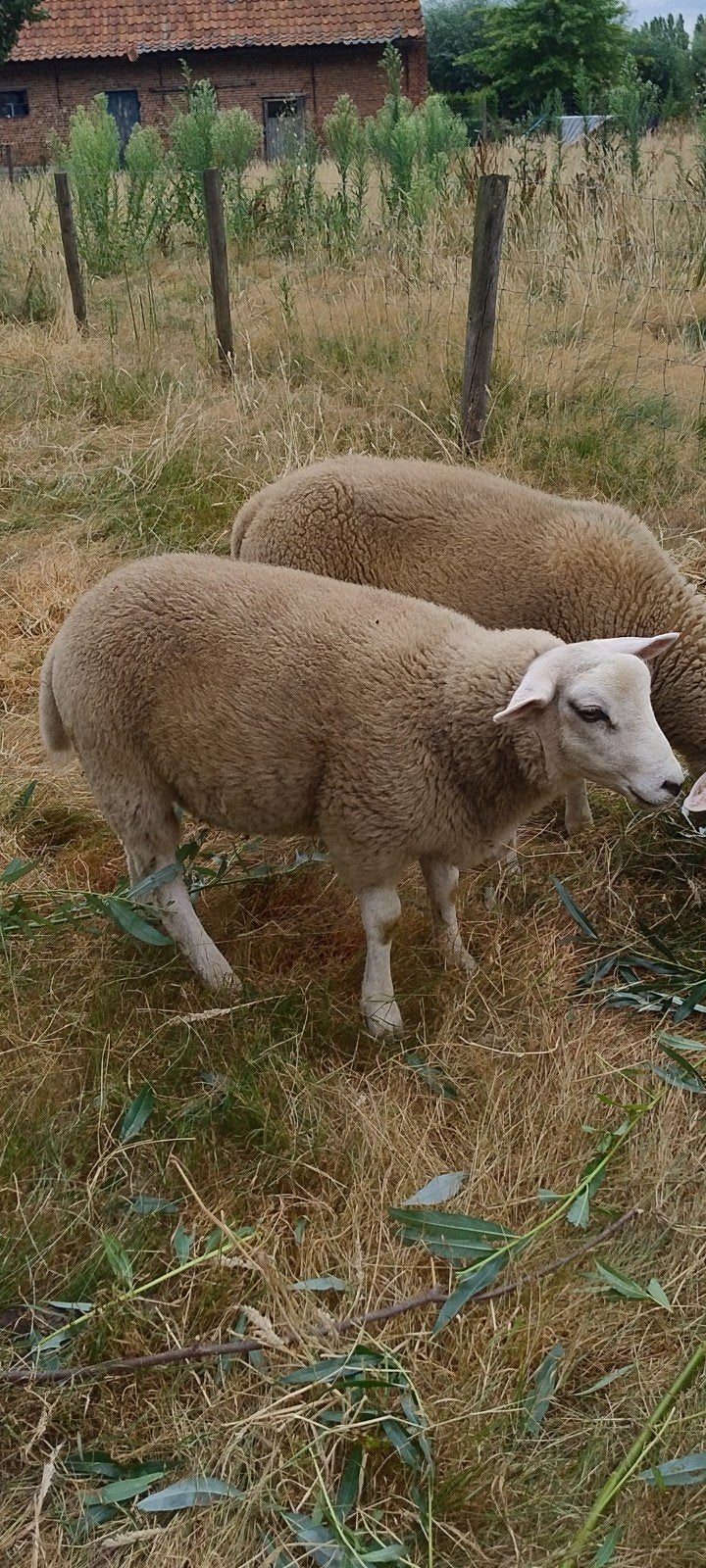 Texel/swifter ramlam te koop, Dieren en Toebehoren, Mannelijk, Schaap, 0 tot 2 jaar