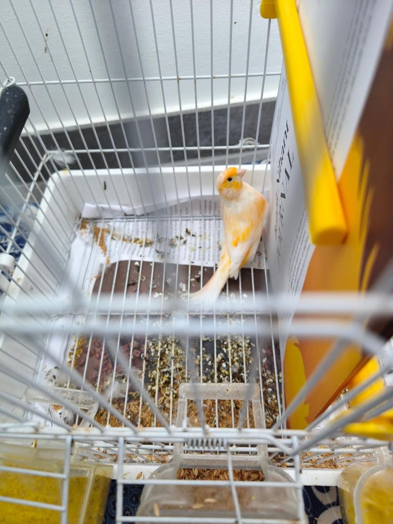 Canaris a vendre avec cage, Plusieurs animaux, Canari de couleur
