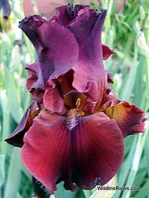 iris  germanica ruby moon   in POT  een 24 tal, Jardin & Terrasse, Enlèvement, Plante fixe