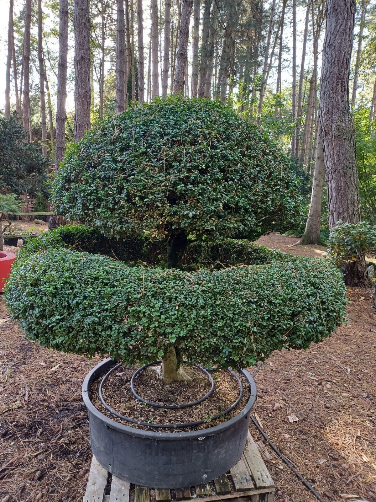 buxus bonsai oud, Tuin en Terras, Ophalen