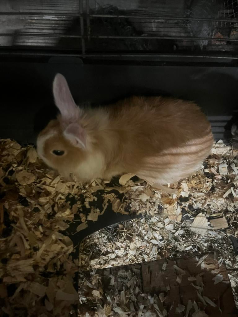 2 jonge vroedsters te koop, Dieren en Toebehoren, Konijnen