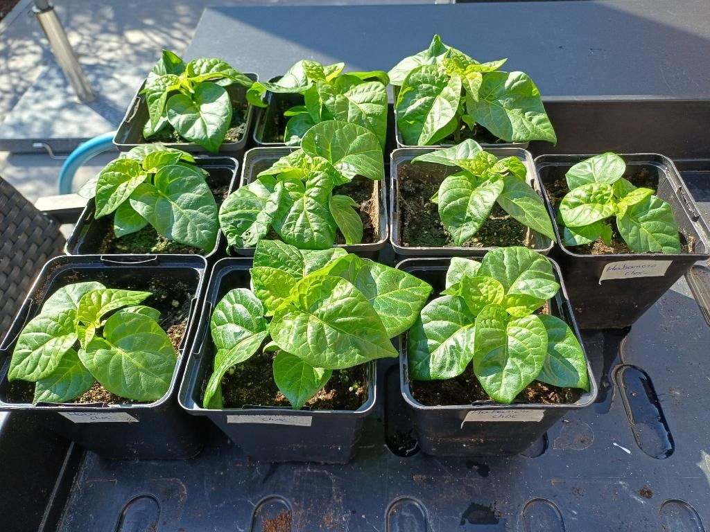 Peper Zaailingen HABANERO CHOCOLAT, Tuin en Terras, Ophalen, Groenteplanten, Volle zon