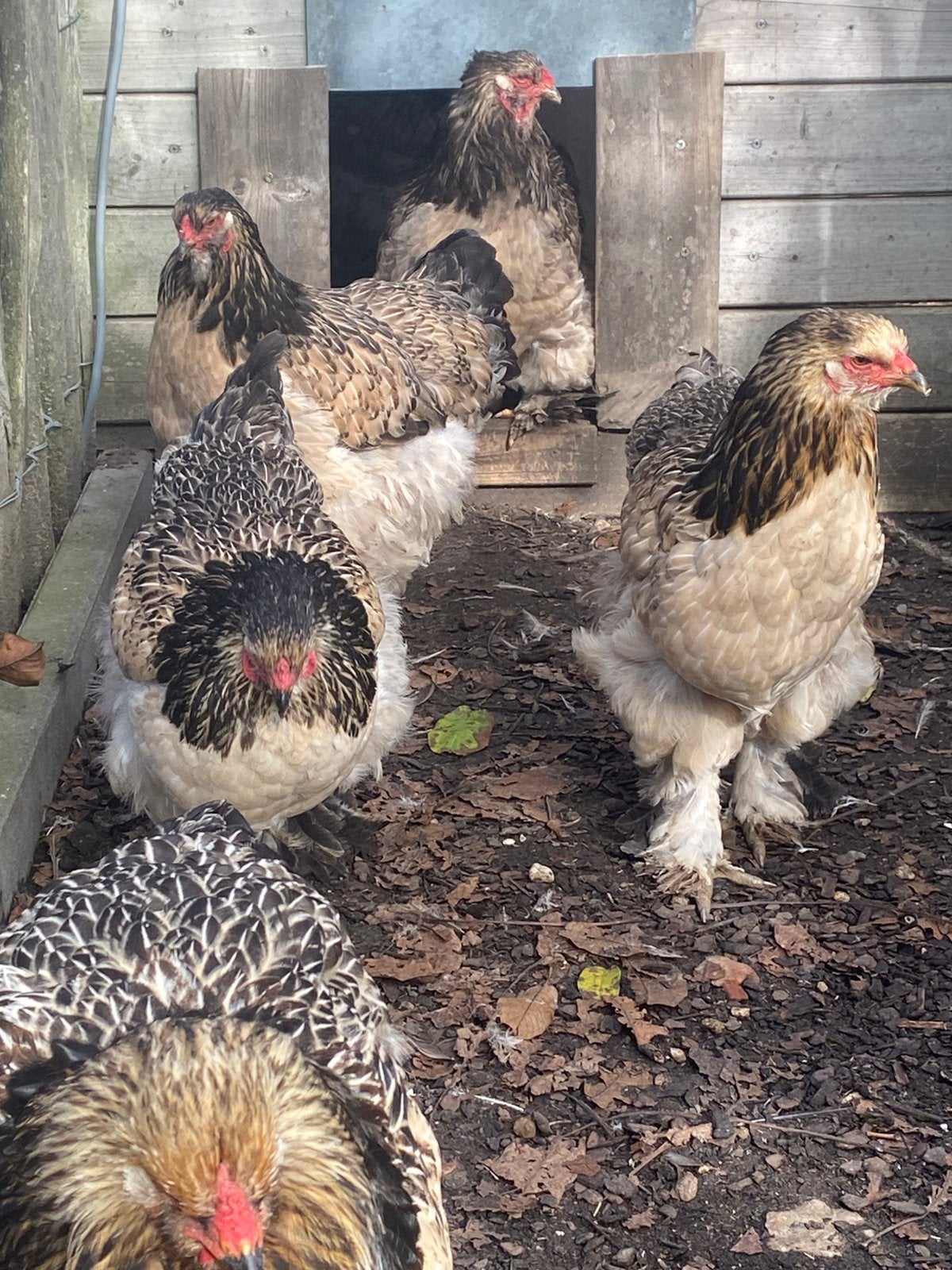 Brahma goudkwartel hennen (5hennen), Vrouwelijk, Kip