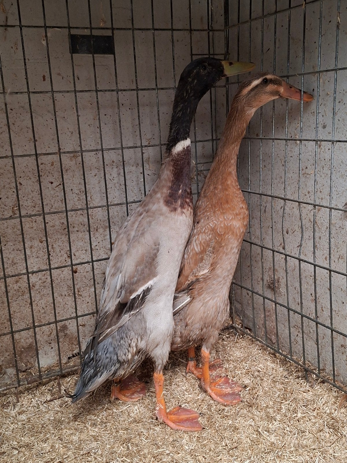 Koppel indische loopeend, Dieren en Toebehoren, Meerdere dieren, Eend