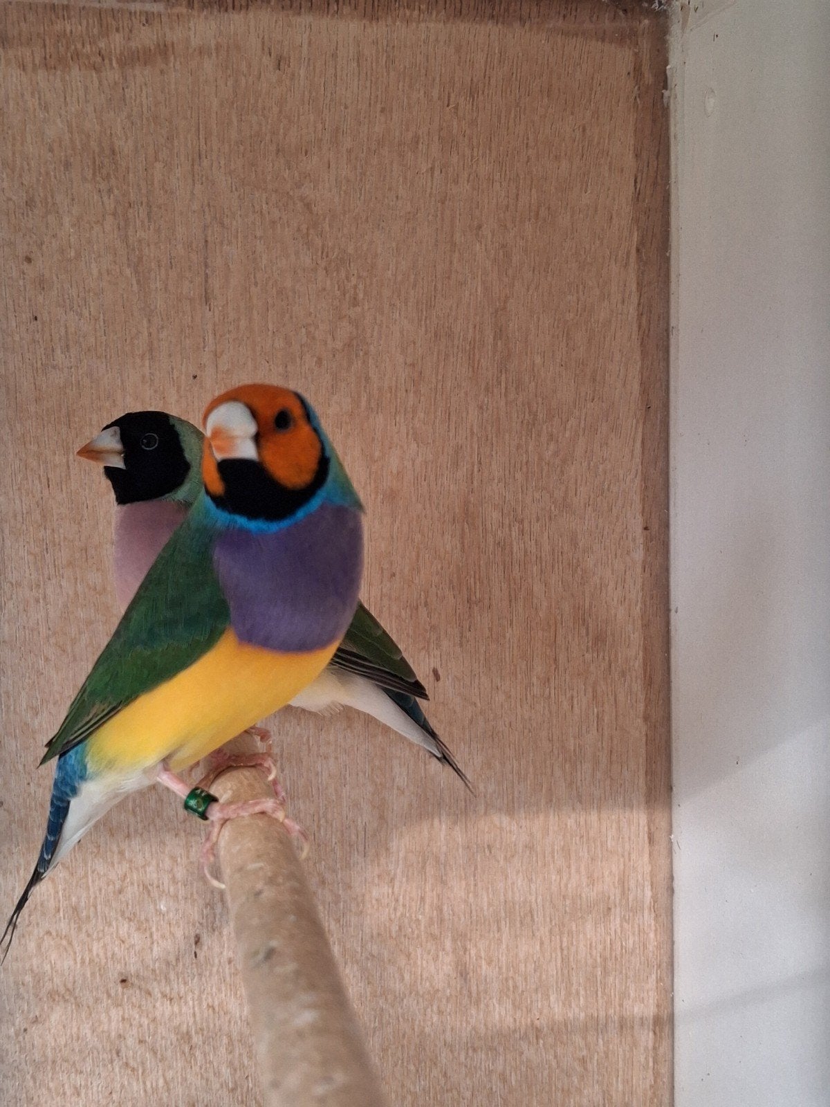 gouldamadine's, Dieren en Toebehoren, Meerdere dieren, Tropenvogel, Geringd