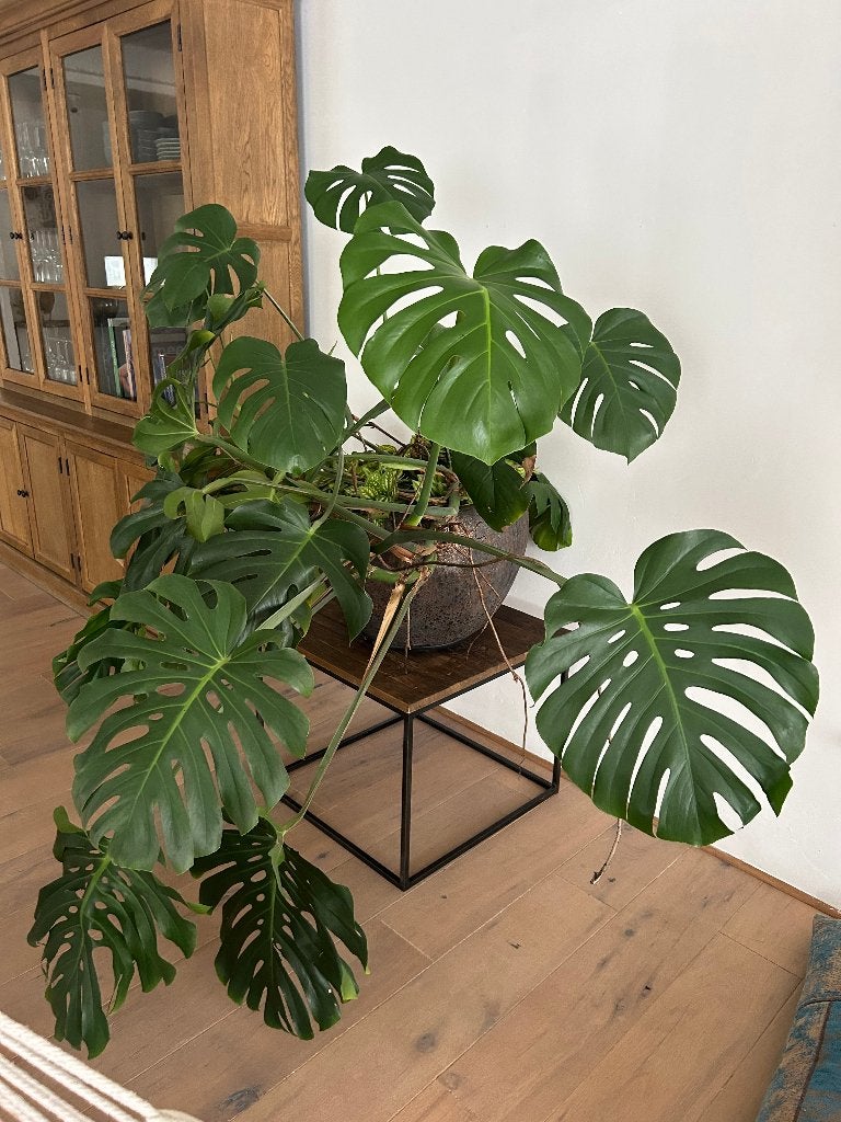 Monstera in pot, Maison & Meubles, Plantes d'intérieur, Autres espèces, En pot, Enlèvement, 100 à 150 cm