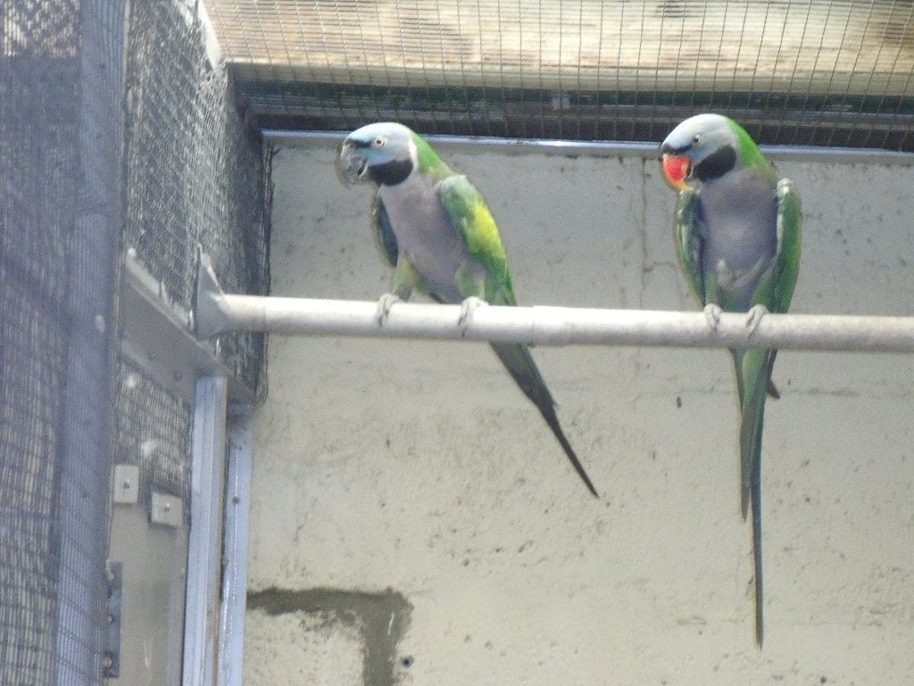 Koppel Derbian parkiet, Dieren en Toebehoren, Parkiet, Geringd