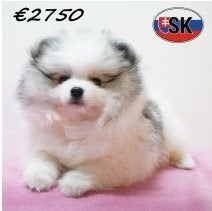 chiots Spitz Nain à vendre, 15 semaines à 1 an, Hépatite contagieuse (maladie de Rubarth), Autres races, Plusieurs animaux