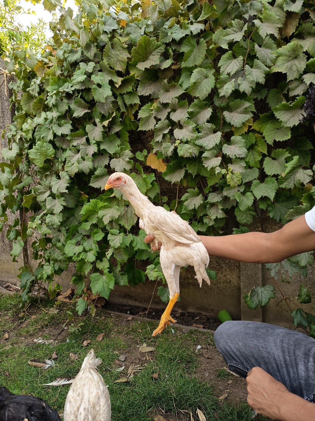 Poussins  Shamo