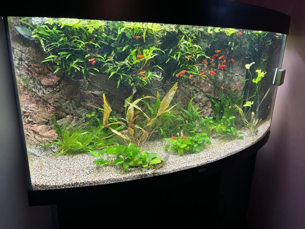 Juwel vision 240L met helialux spectrum, Dieren en Toebehoren, Ophalen, Gebruikt, Inclusief deksel, Leeg aquarium