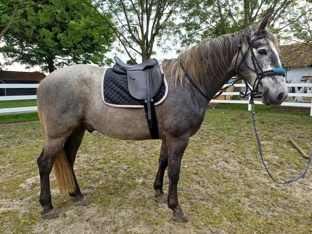 Grote PRE, Animaux & Accessoires, Chevaux, Hongre, Débourré