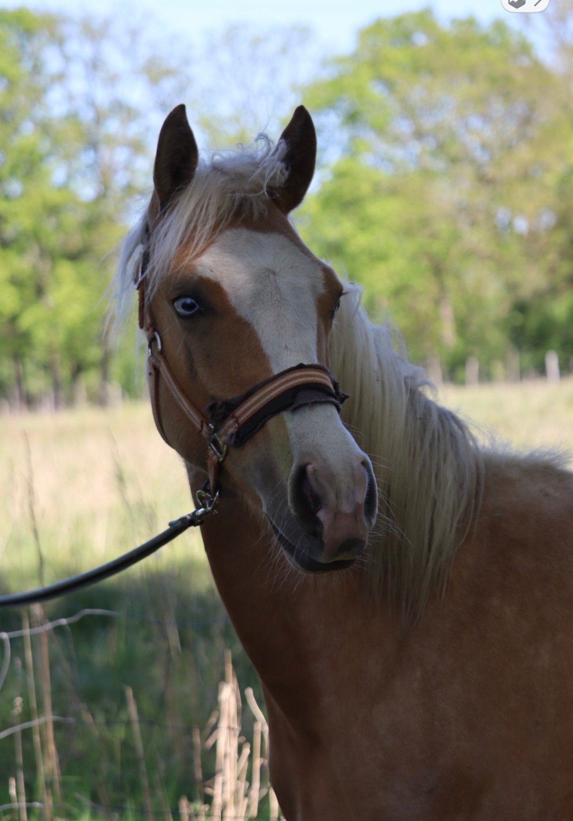 Twee paarden zoeken een nieuwe, liefdevolle thuis, Animaux & Accessoires, Jument, M