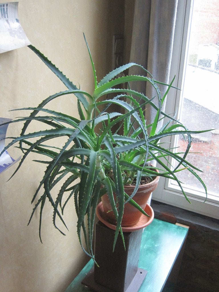 Octopus kamerplant (familie Aloe), Huis en Inrichting, Ophalen, Overige soorten, Halfschaduw, Minder dan 100 cm