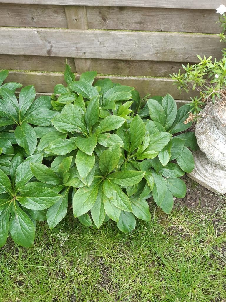 Helleborus, Tuin en Terras, Planten | Tuinplanten, Ophalen