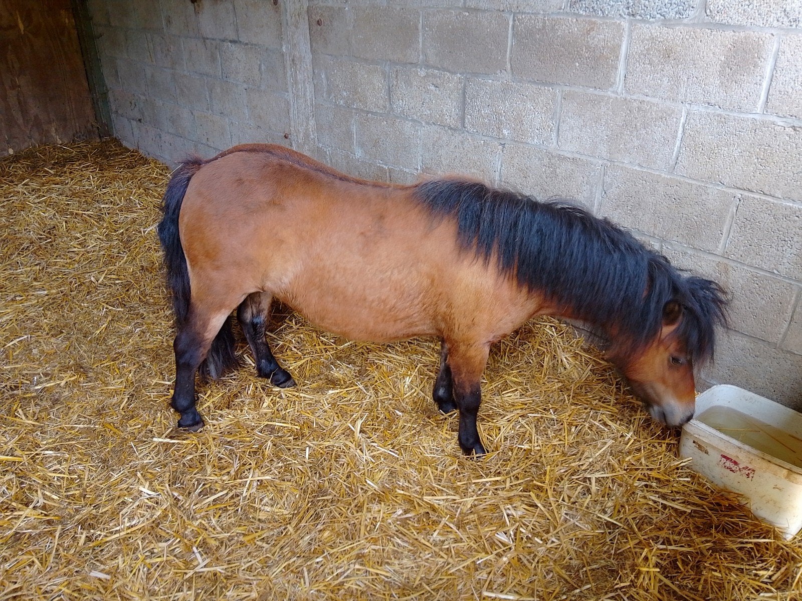 Mini Shetlander merrie, Dieren en Toebehoren, Merrie