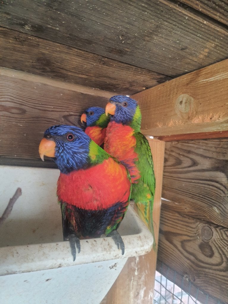 Lori van blauwe bergen 3 koppels onverwant + 3 poppen (DNA), Dieren en Toebehoren, Meerdere dieren, Papegaai