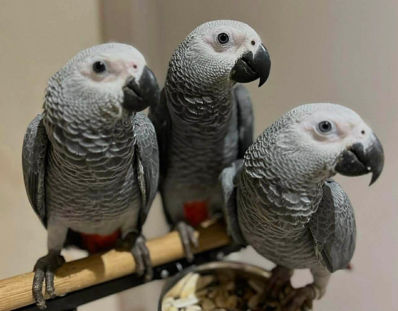 Gris du Gabon 4 mois super sociable, Dieren en Toebehoren