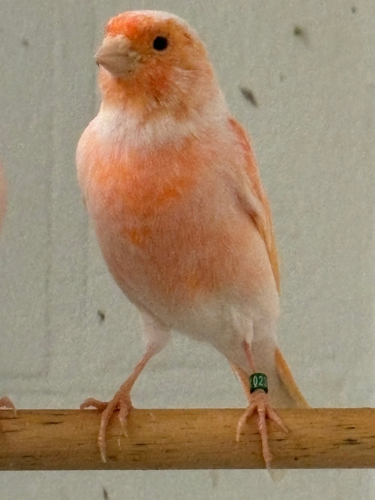 Roodmozaiek kanaries, Dieren en Toebehoren, Kleurkanarie