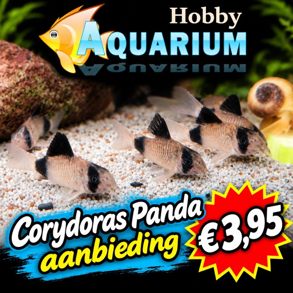 Hobbyaquarium Corydoras Panda, Vis, Zoetwatervis, Schoolvis