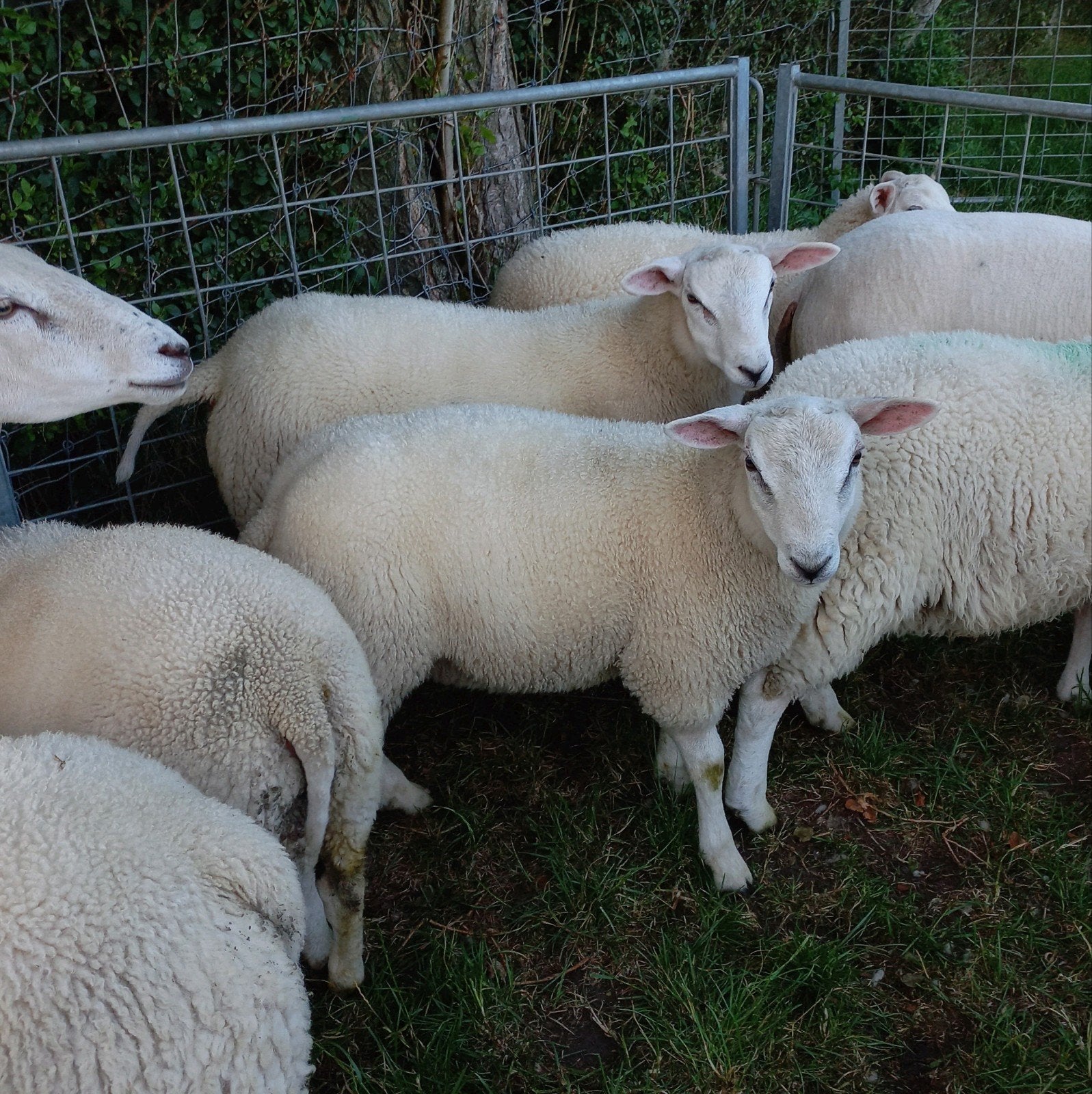 Swifter dekrammen te reserveren, Dieren en Toebehoren, Mannelijk, Schaap