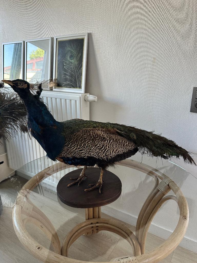 Opgezette pauw, Collections, Enlèvement, Comme neuf, Oiseaux, Animal empaillé
